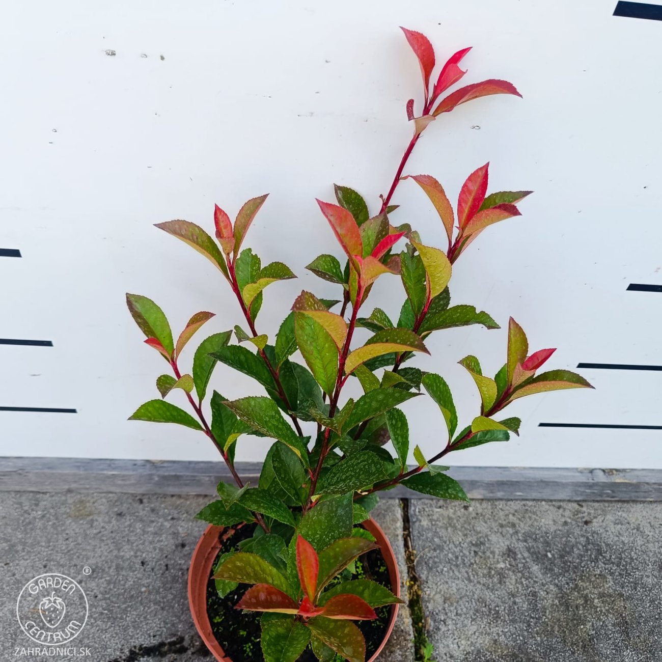Obrázok Červienka Fraserova (Photinia × fraseri) ´CARRÉ ROUGE´ - výška 30-50 cm, kont. C2L